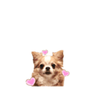 プチwan♡いっぱぃ（個別スタンプ：3）
