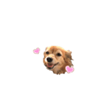 プチwan♡いっぱぃ（個別スタンプ：4）