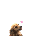 プチwan♡いっぱぃ（個別スタンプ：5）