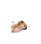 プチwan♡いっぱぃ（個別スタンプ：7）