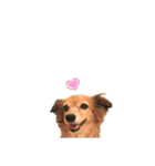 プチwan♡いっぱぃ（個別スタンプ：8）