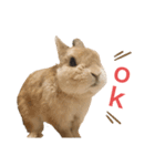 うさぎのあらん（個別スタンプ：1）