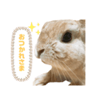 うさぎのあらん（個別スタンプ：2）