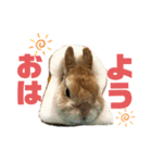 うさぎのあらん（個別スタンプ：4）