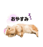 うさぎのあらん（個別スタンプ：6）