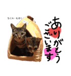 Dep 里親様スタンプ猫ver②（個別スタンプ：4）