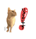 Dep 里親様スタンプ猫ver②（個別スタンプ：7）