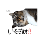 Dep 里親様スタンプ猫ver②（個別スタンプ：9）