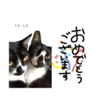 Dep 里親様スタンプ猫ver②（個別スタンプ：10）
