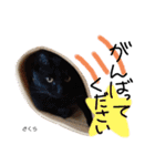 Dep 里親様スタンプ猫ver②（個別スタンプ：11）
