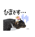 Dep 里親様スタンプ猫ver②（個別スタンプ：12）