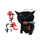 Dep 里親様スタンプ猫ver②（個別スタンプ：13）