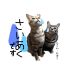 Dep 里親様スタンプ猫ver②（個別スタンプ：14）