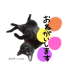 Dep 里親様スタンプ猫ver②（個別スタンプ：15）