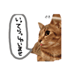 Dep 里親様スタンプ猫ver②（個別スタンプ：17）