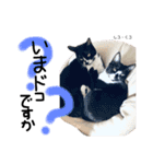 Dep 里親様スタンプ猫ver②（個別スタンプ：20）