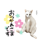 Dep 里親様スタンプ猫ver②（個別スタンプ：21）