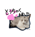 Dep 里親様スタンプ猫ver②（個別スタンプ：22）