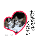 Dep 里親様スタンプ猫ver②（個別スタンプ：23）