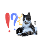 Dep 里親様スタンプ猫ver②（個別スタンプ：24）