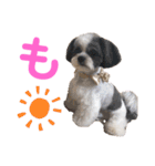 じゅにあせいじほうせいだよ（個別スタンプ：1）