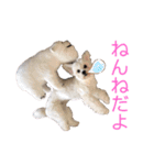 じゅにあせいじほうせいだよ（個別スタンプ：2）
