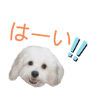じゅにあせいじほうせいだよ（個別スタンプ：6）