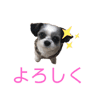 じゅにあせいじほうせいだよ（個別スタンプ：8）