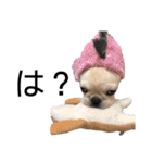 じゅにあせいじほうせいだよ（個別スタンプ：15）