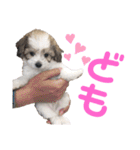 じゅにあせいじほうせいだよ（個別スタンプ：17）