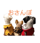 じゅにあせいじほうせいだよ（個別スタンプ：19）