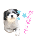 じゅにあせいじほうせいだよ（個別スタンプ：28）