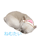 じゅにあせいじほうせいだよ（個別スタンプ：30）