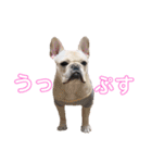 じゅにあせいじほうせいだよ（個別スタンプ：33）