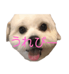 じゅにあせいじほうせいだよ（個別スタンプ：38）