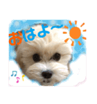 マルプーのベル    日常のあいさつ2（個別スタンプ：1）