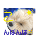 マルプーのベル    日常のあいさつ2（個別スタンプ：4）