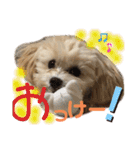 マルプーのベル    日常のあいさつ2（個別スタンプ：5）