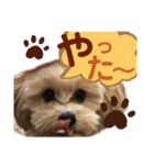 マルプーのベル    日常のあいさつ2（個別スタンプ：20）