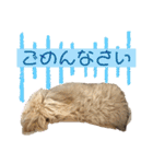 マルプーのベル    日常のあいさつ2（個別スタンプ：21）