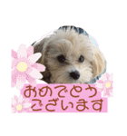 マルプーのベル    日常のあいさつ2（個別スタンプ：22）
