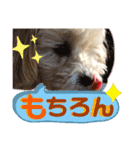 マルプーのベル    日常のあいさつ2（個別スタンプ：24）