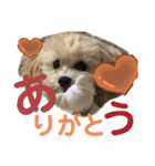 マルプーのベル    日常のあいさつ2（個別スタンプ：27）