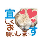 マルプーのベル    日常のあいさつ2（個別スタンプ：28）