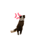 ボーダーコリー 子犬 エディー（個別スタンプ：3）