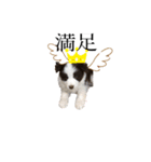 ボーダーコリー 子犬 エディー（個別スタンプ：4）
