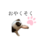 ボーダーコリー 子犬 エディー（個別スタンプ：7）