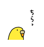 セキセイインコのお友達（個別スタンプ：36）