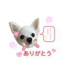 マロンちゃん♡スタンプ（個別スタンプ：2）
