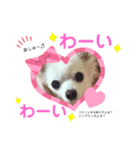 マロンちゃん♡スタンプ（個別スタンプ：8）